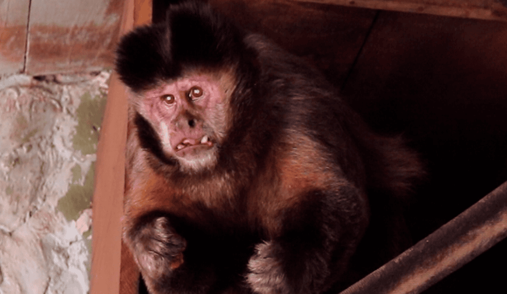 Macaco-prego – Agência Municipal de Turismo, Eventos e Lazer