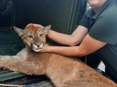 zoo e da defesa civil pmno capturam onça parda ambipar 2023 04 17 (3)