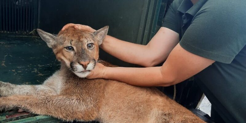 zoo e da defesa civil pmno capturam onça parda ambipar 2023 04 17 (3)