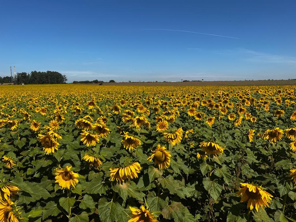 campo de girassóis sumaré 2023