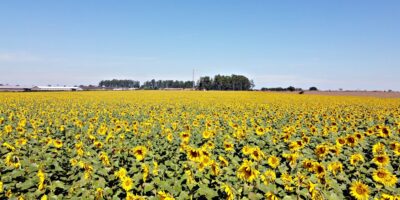 Campo de Girassóis Sumaré