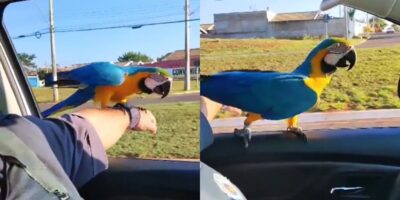 arara braço policial