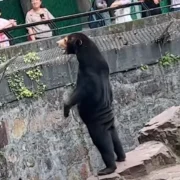 urso zoologico chines