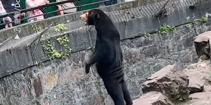 urso zoologico chines