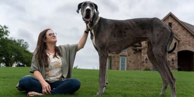 cachorro mais alto 1