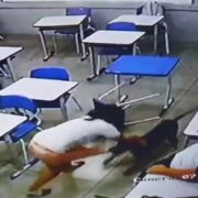 ataque escola cachorro