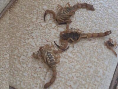 escorpiões reprodução
