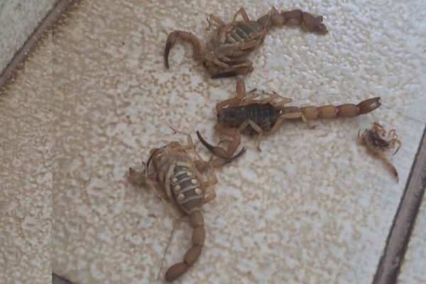 escorpiões reprodução