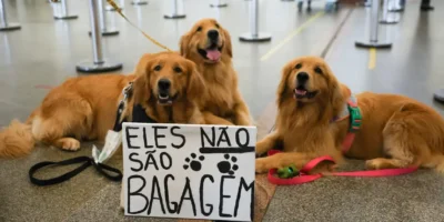 protesto goldens