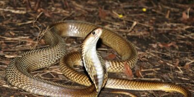 cobra naja
