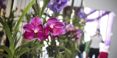 festival das orquídeas de santa bárbara 2024 acontece neste fim de semana