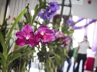 festival das orquídeas de santa bárbara 2024 acontece neste fim de semana