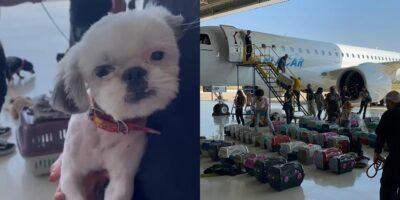 cachorros palmeiras resgate aviao