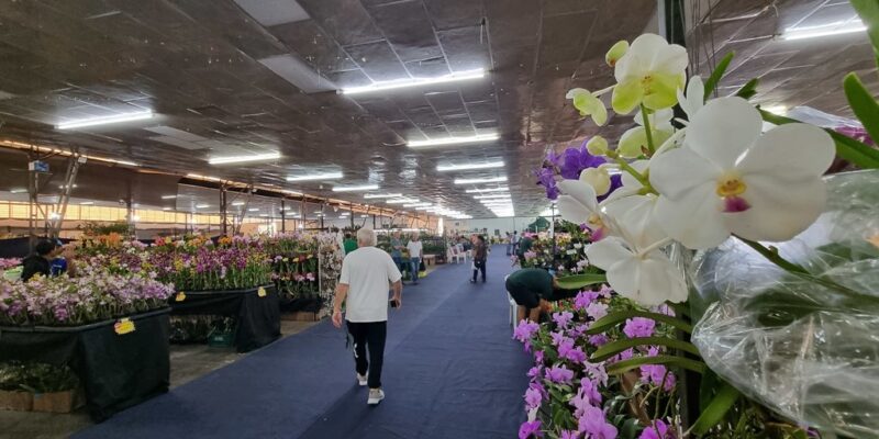 exposição orquideas americana