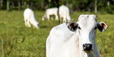 arrobadoboigordoemaltafrangoregistraestabilidade 0058754001730355300.jpeg