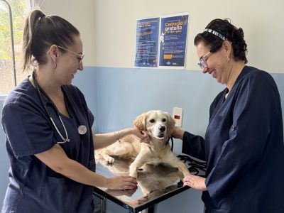 atendimento cão abadonado na chuva no bem estar animal pmno 2024 10 21 (9)