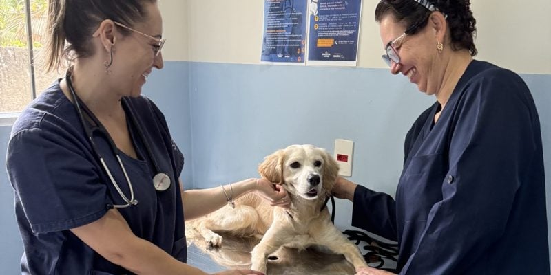 atendimento cão abadonado na chuva no bem estar animal pmno 2024 10 21 (9)