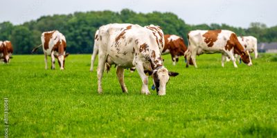 boigordoemaltacotadoar31410 0548251001730186102.jpeg