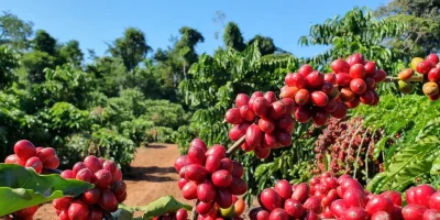 caftemrecuonopreodasacade60quilosnestaquarta feira30 0181781001730270702.webp