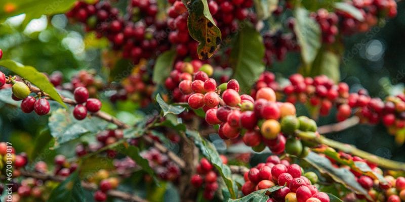 cafvoltaateralta 0543051001730187905.jpeg