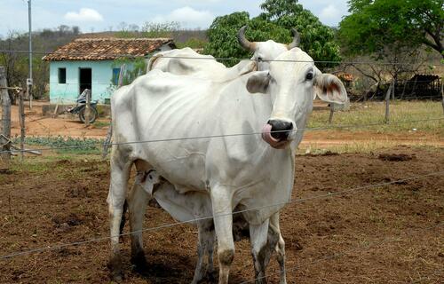 preodoboigordosobeearrobavendidaar31275 0147098001729829702.jpeg