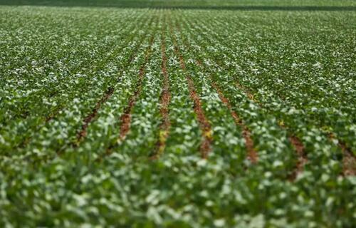 sacade60quilosdesojaestcotadaar14259nolitoralparanaense 0735851001730272570.jpeg