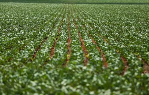 sojatemaltaesacavendidaar14428emparanagu 0182604001729838702.jpeg