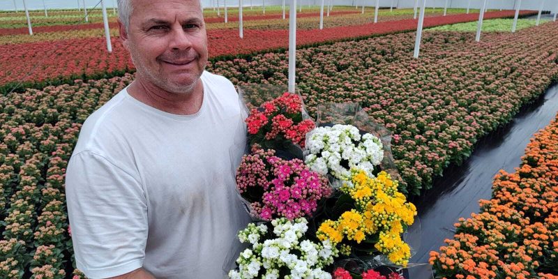 victor villa nova grupo swart kalanchoes