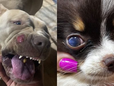 cachorros juninho dias