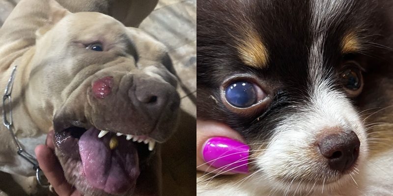 cachorros juninho dias