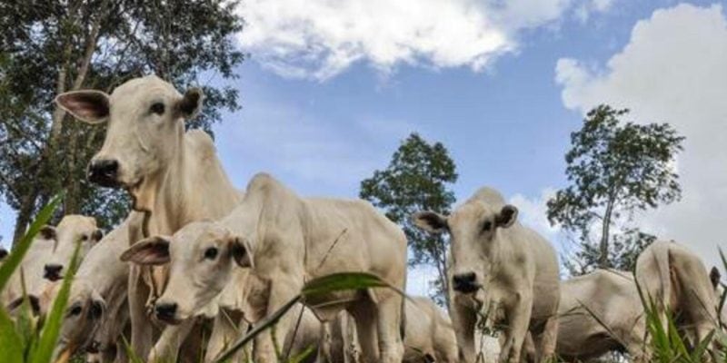 boigordomantmtendnciadealtanopreonestasegunda feira4 0001434001730704503.jpeg