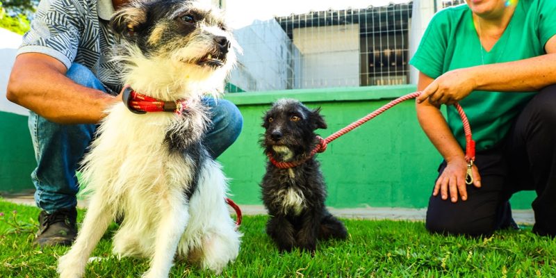 doação cães e gatos 02 imprensa