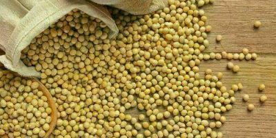 sacadesojaapresentaaltanopreonoparan 0528912001730704509.jpeg