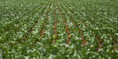 sojatemaltaesacavendidaar14390emparanagupr 0358599001730441702.jpeg