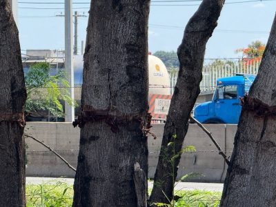 arvores erradicadas jardim brasil