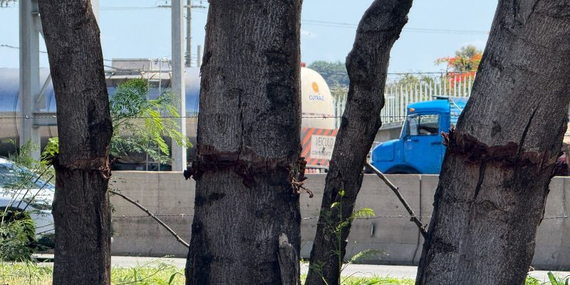 arvores erradicadas jardim brasil