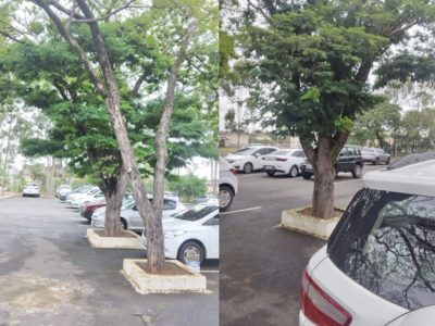 árvores estacionamento