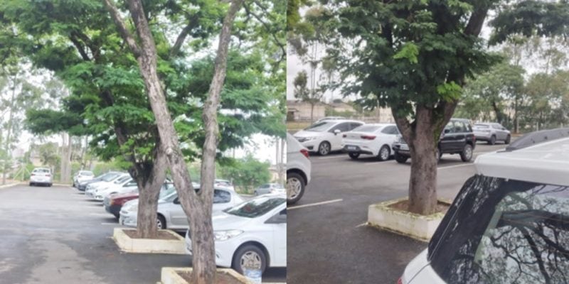 árvores estacionamento