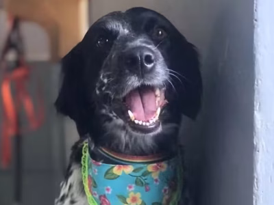 cadela morre enforcada