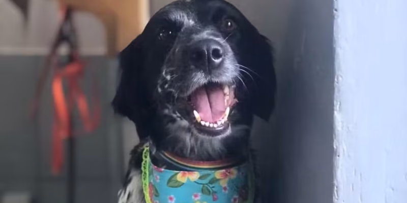 cadela morre enforcada