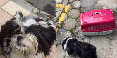 mulher é presa por deixar cão trancado no carro em dia de calor forte em balneário camboriú