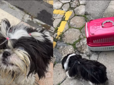 mulher é presa por deixar cão trancado no carro em dia de calor forte em balneário camboriú