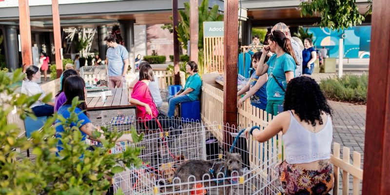 feira de adoção parque dom pedro