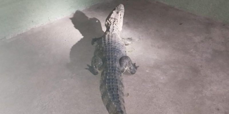 jacare foge avenida brasil