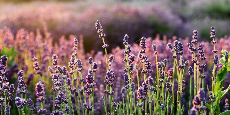 lavanda