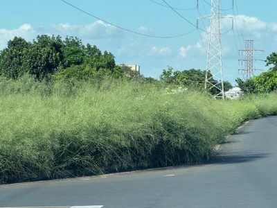 whatsapp image 2025 02 17 at 16.57.08