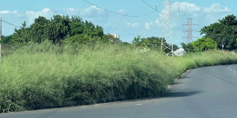 whatsapp image 2025 02 17 at 16.57.08