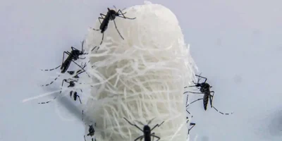 aedes aegypti e o mosquito transmissor do virus da dengue