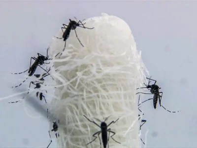 aedes aegypti e o mosquito transmissor do virus da dengue