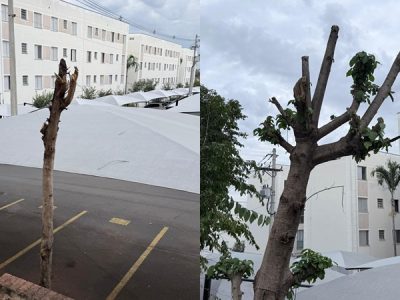 parque austria americana poda drástica